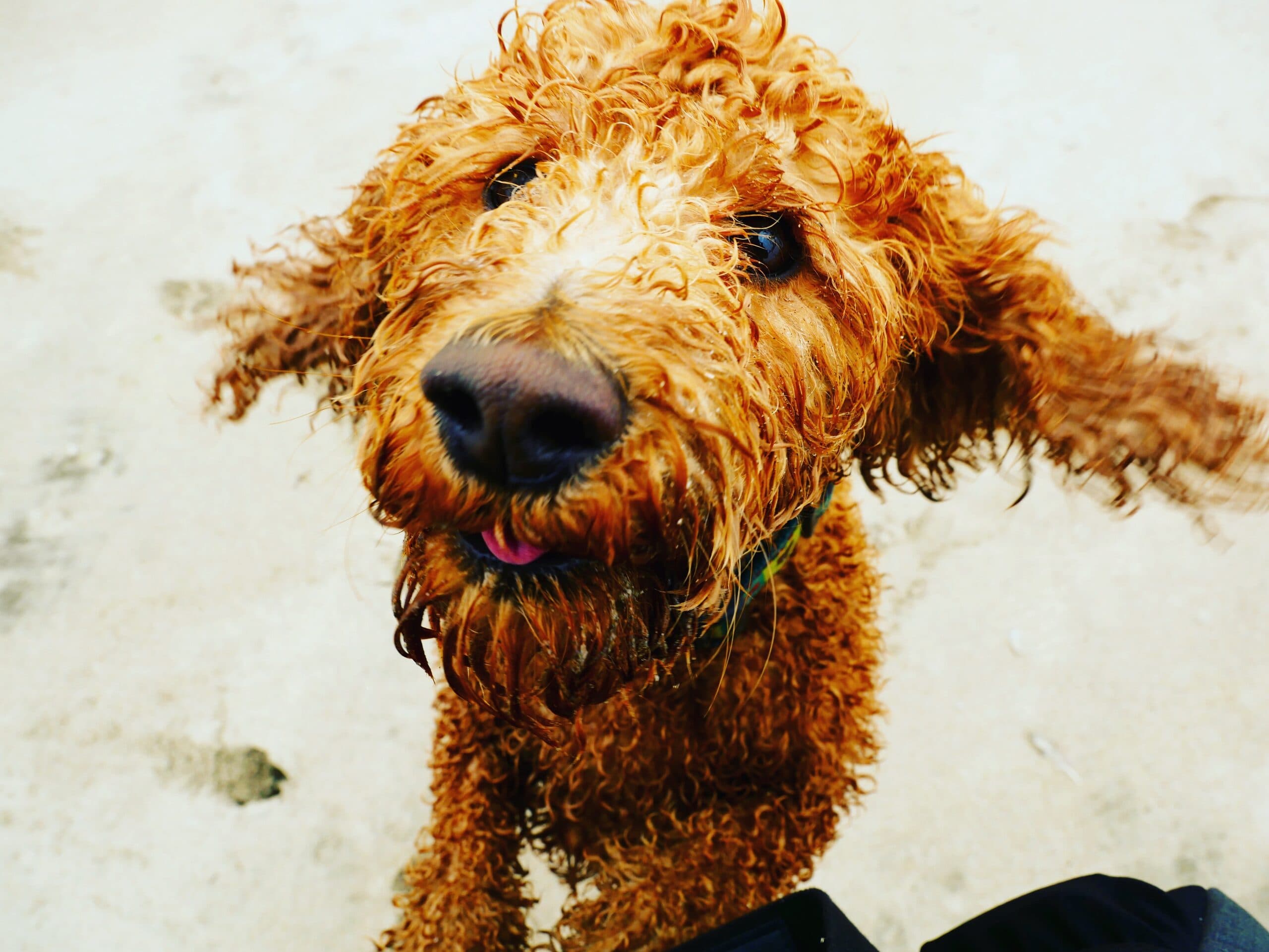 Rufus, Golden Doodle