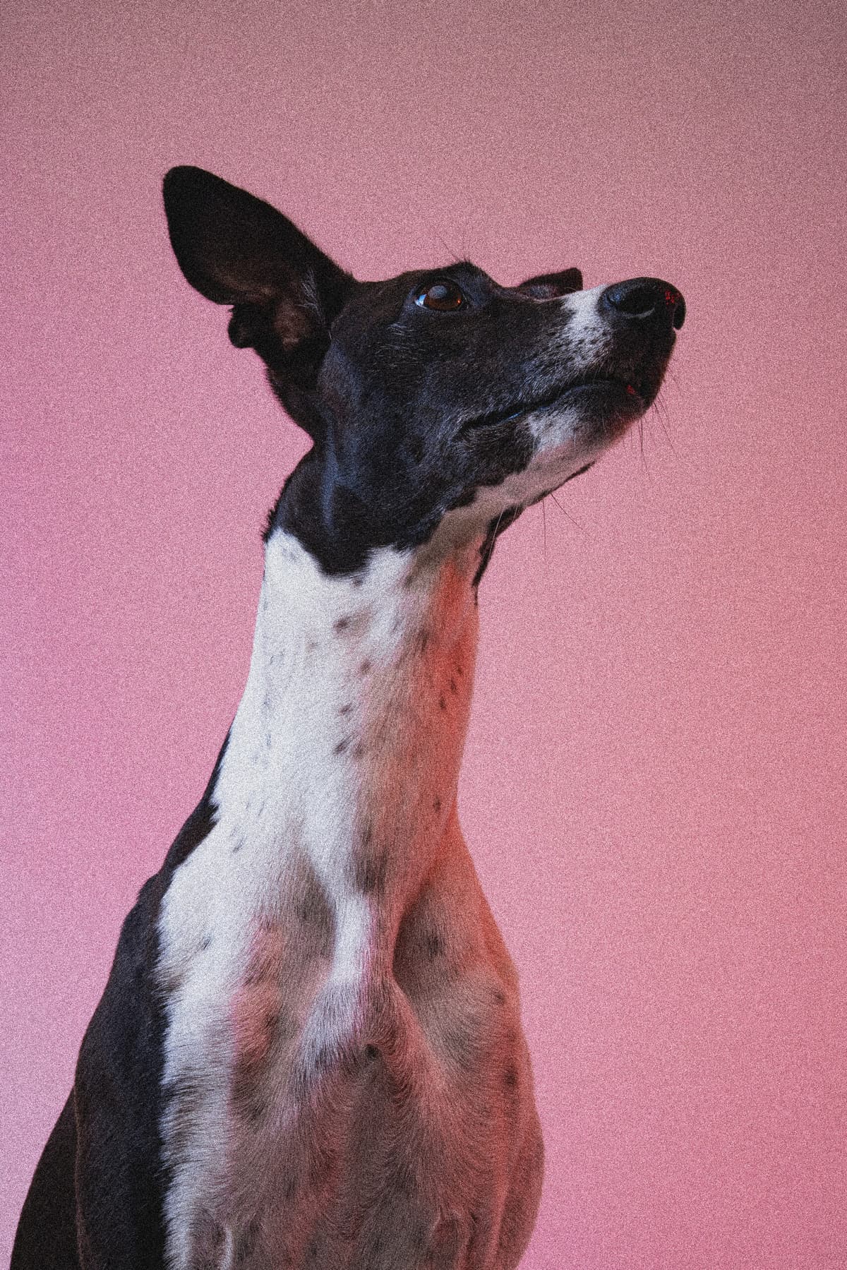 Marlowe the Staffy