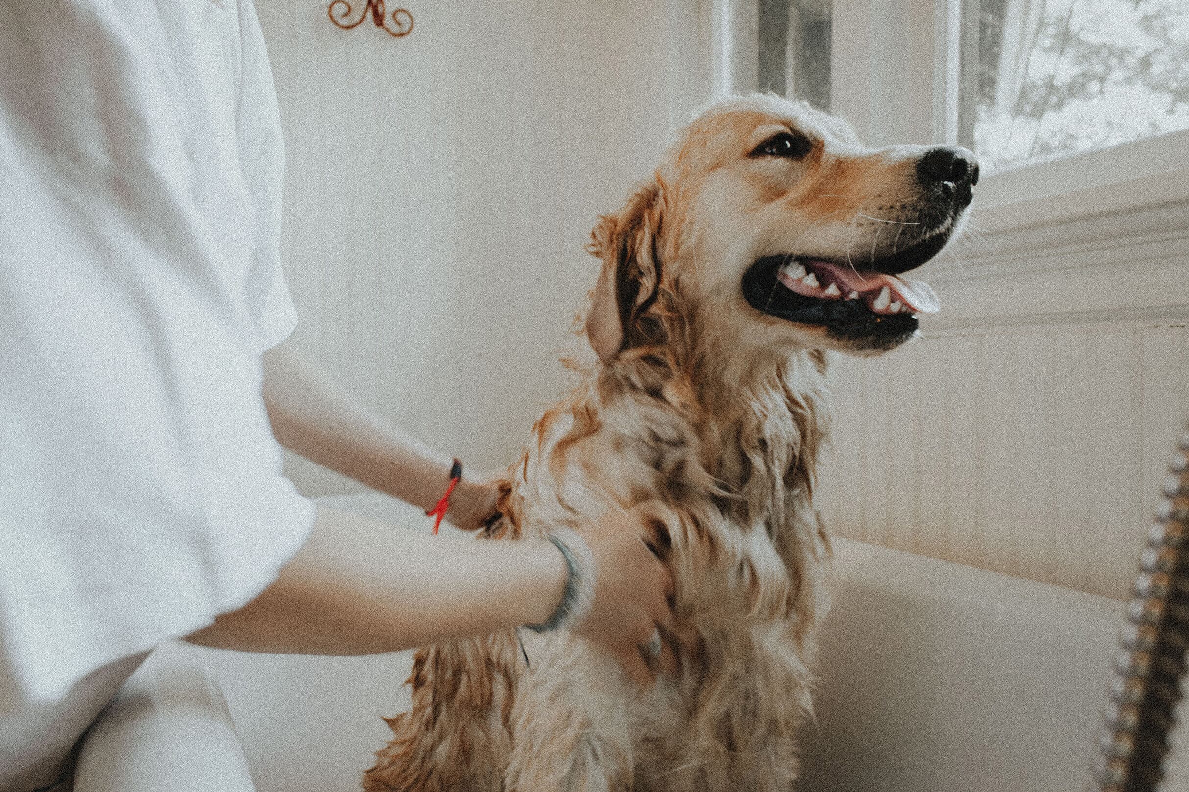 A golden retriever being washed in a bright bathroom
