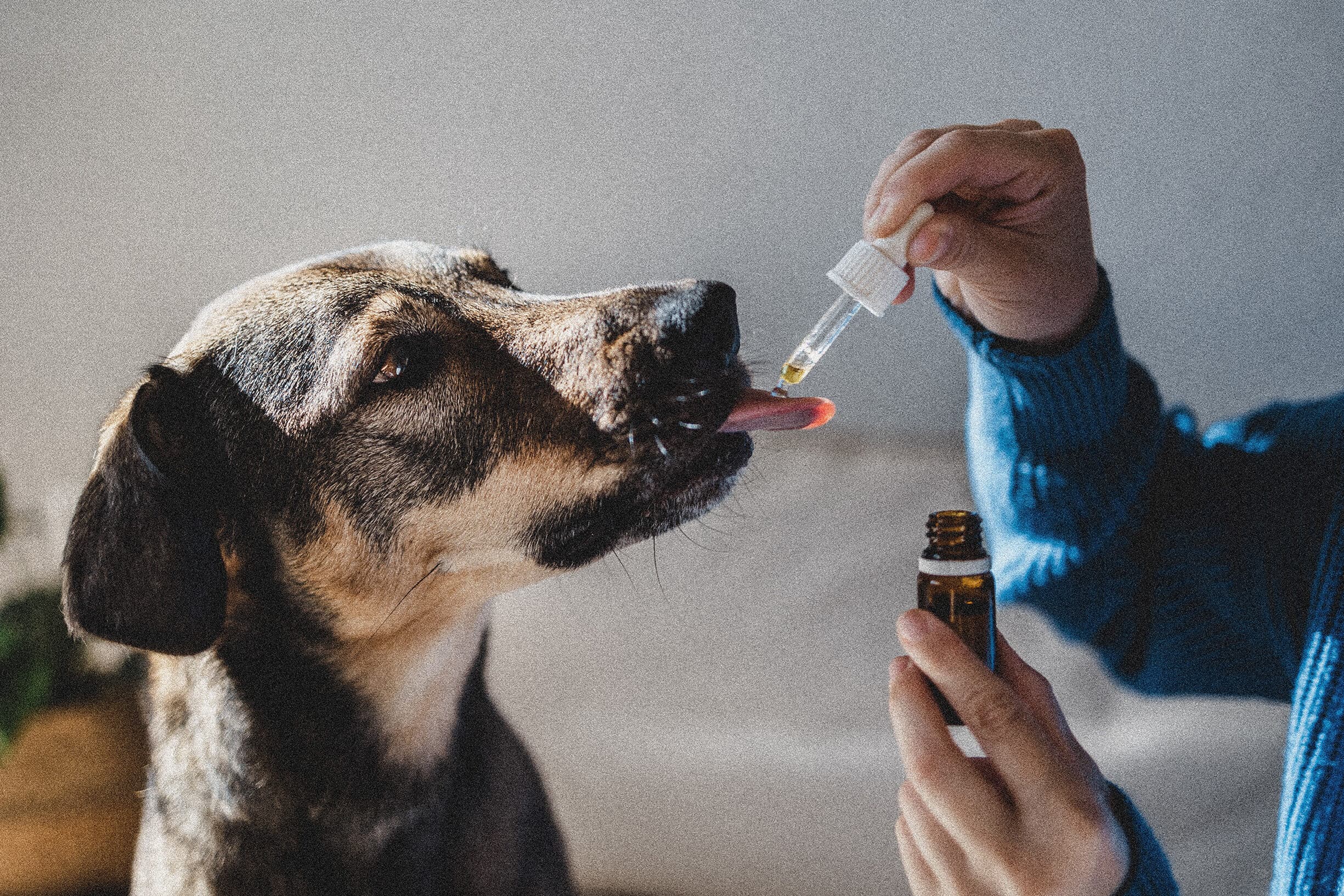 A dog calmly taking a dropper of botanical drops